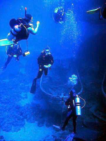 scubadiving 0000